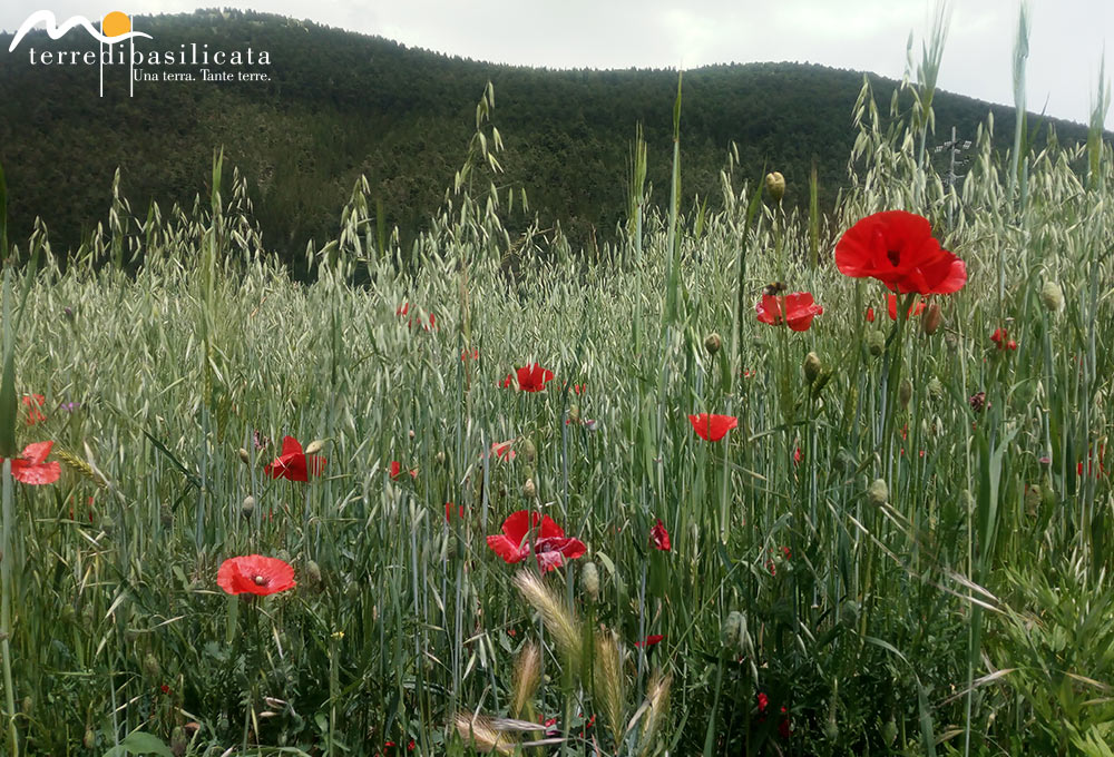 Terre_di_basilicata_monticello_2
